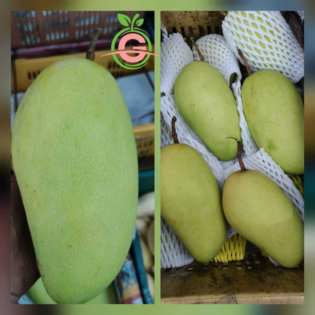 Thailand Premium Golden Kimleng Mangoes 金龙芒果 (Size Big 8 - 10A)