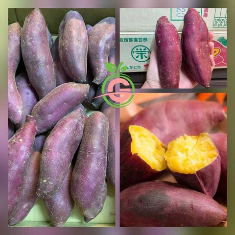 Japan Premium Chiba Beni Azuma Sweet Potatoes ~ Satsuma-imo (さつまいも) (Size M)
