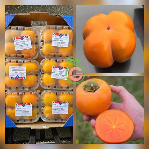 Spain Premium Triumph Sweet Persimmons (approx. 500gms per box)