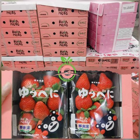 Japan Premium Kumamoto Yubeni Momo Ichigo Strawberries 日本特秀熊本草莓 (Size 3L)