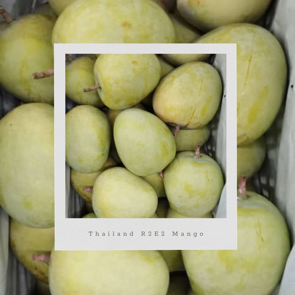 Thailand R2E2 Mango (Size XXL)