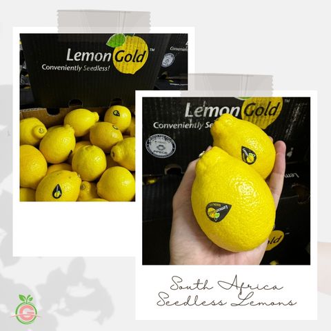 South Africa Seedless Lemons (Size XL)