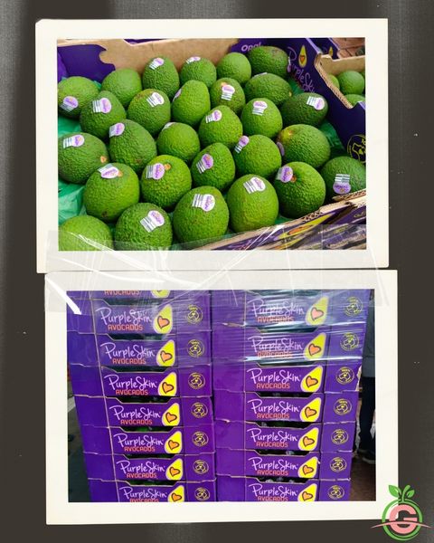 Australia Premium Purple Skin Fresh Hass Avocados (Size L)