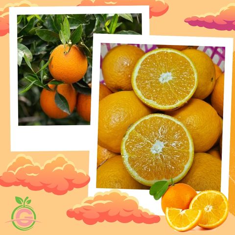 Jiangxi Fresh Premium Barnfield Oranges