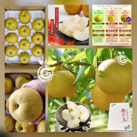 Japanese Tottori Shinkansen Pears 鳥取二十世紀梨