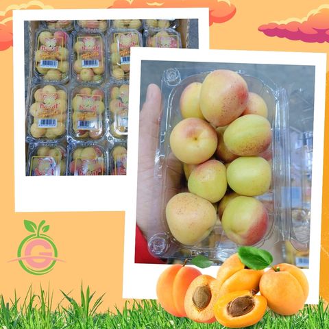 Turkey Premium Fresh Sweet Apricots