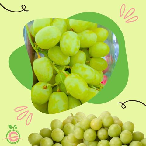 Egypt Mafa Sweet Globe