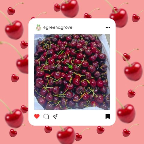 USA Rainier Red Cherry Skeena (