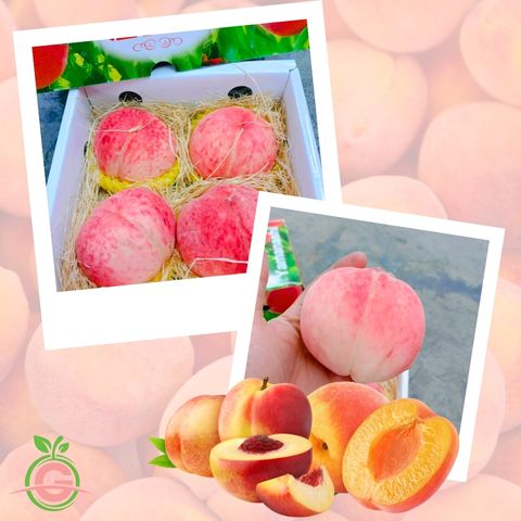 Japan Variety Yamanashi Premium White Peaches 山梨県品种温室桃
