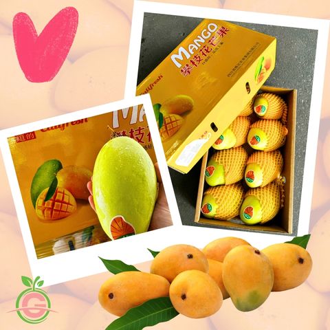 China Premium Naturally Grown Mango Keitt 攀枝花凯特芒果