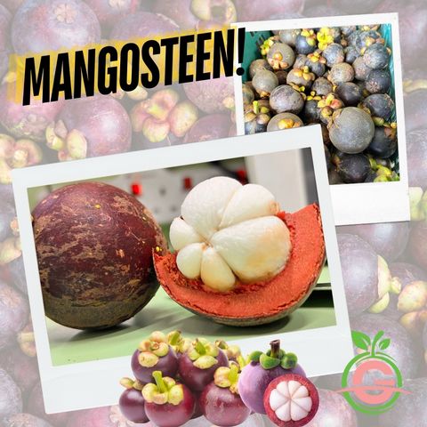 Japanese Mangosteen
