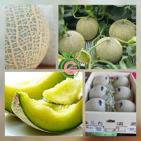 Japan Premium Ibaraki Green Flesh Melons (Size 2L)