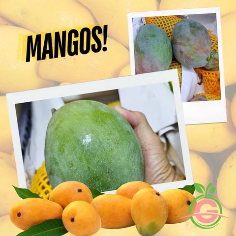 China Green Skin Premium Fresh Mangoes