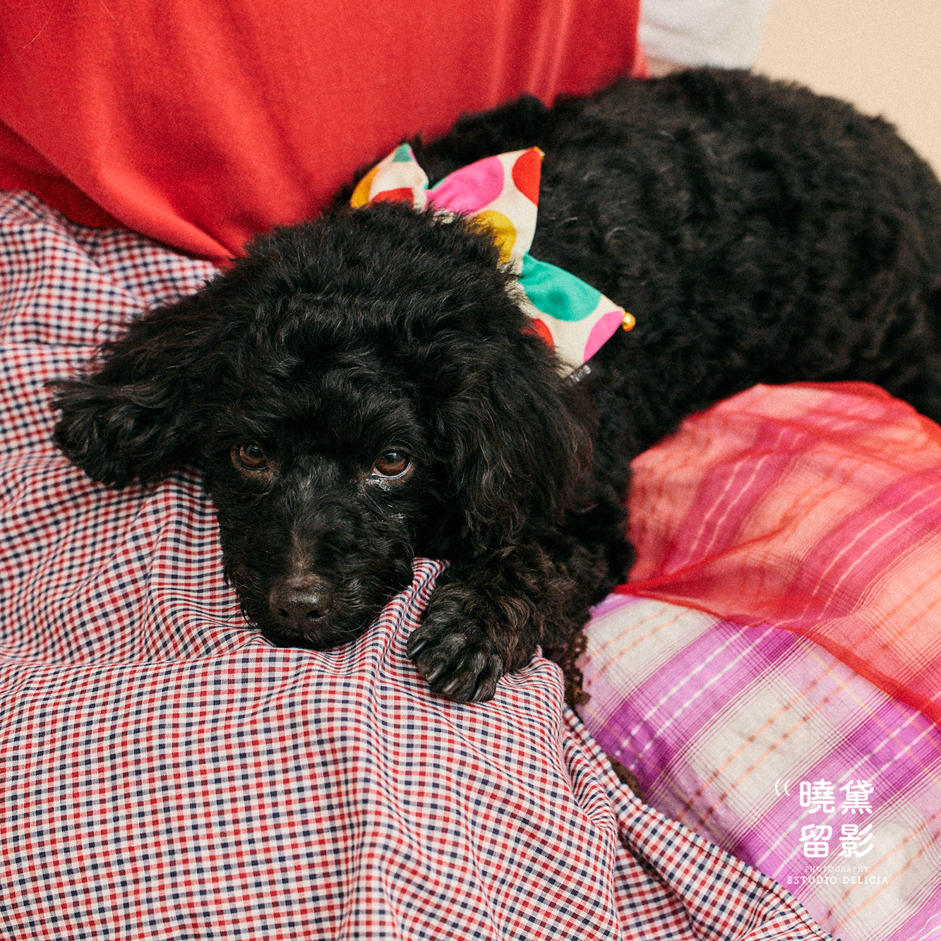 20240125陳家新年全家福1321