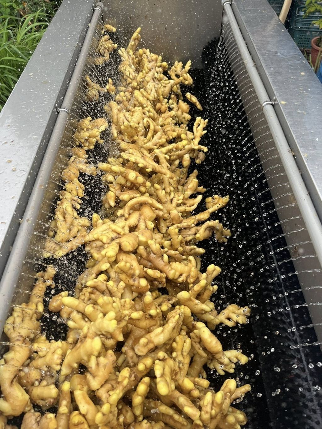 四季農產品-薑黃