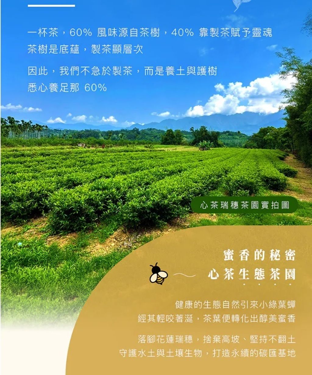 心茶-2026長韻松木禮盒3入(茶葉罐組)附提袋-4