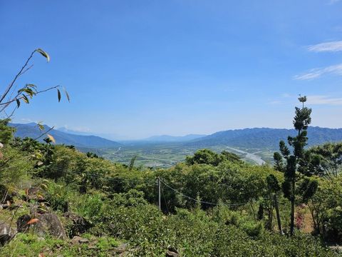 土肉桂芳香萬壽菊茶-1