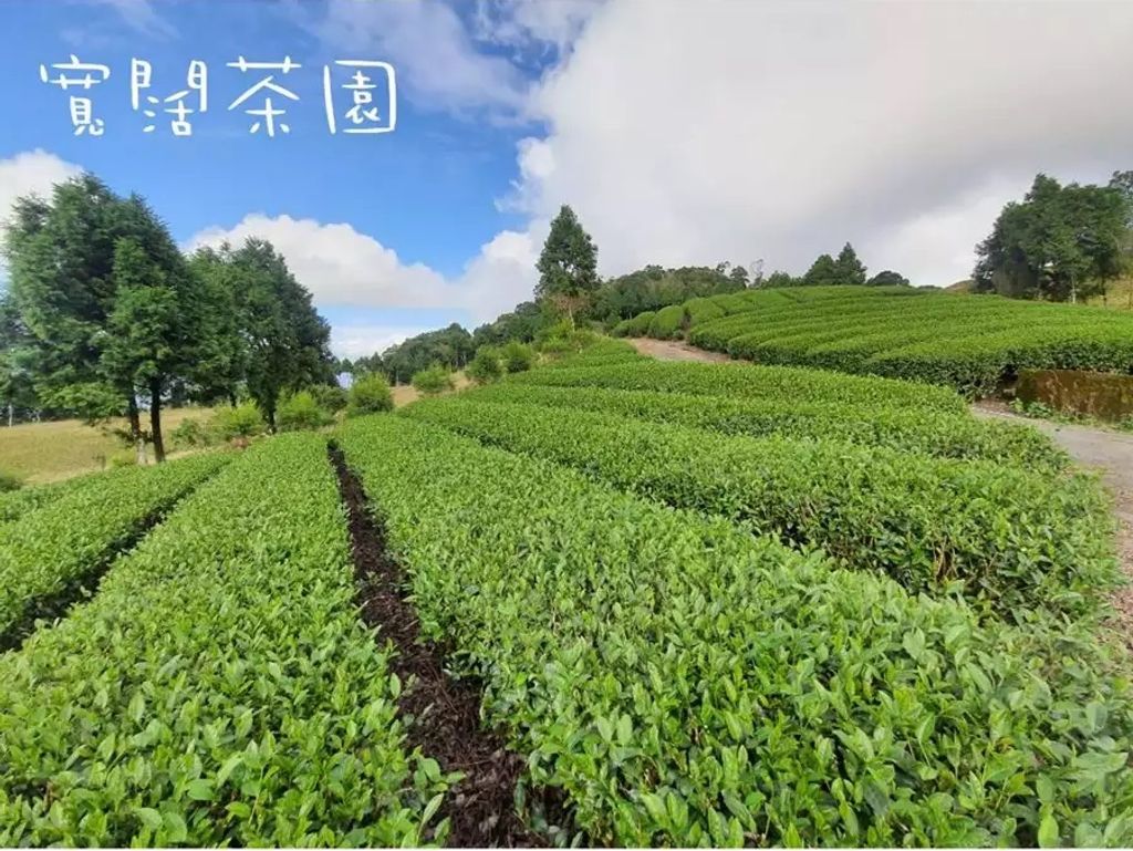 茶葉
