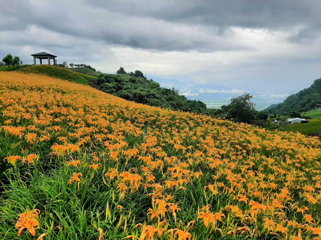 德森農莊-高山有機金針-6