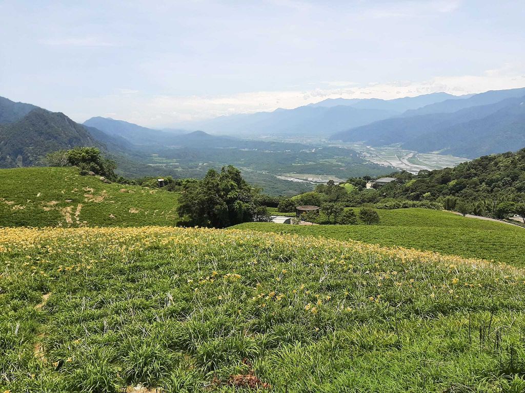 德森農莊-高山有機金針-4