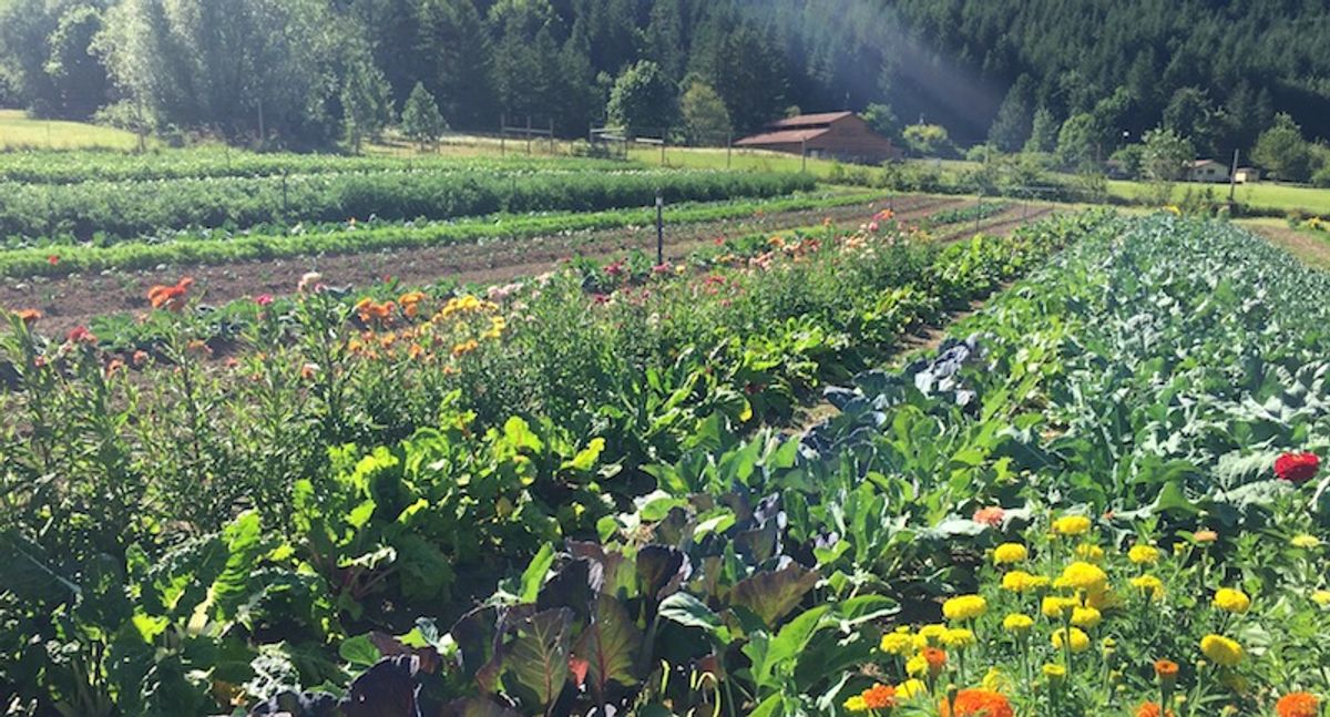 Biodynamic Farming: A Symphony of Sustainability and Natural Wisdom 活力农耕：可持续性与自然智慧的交响曲