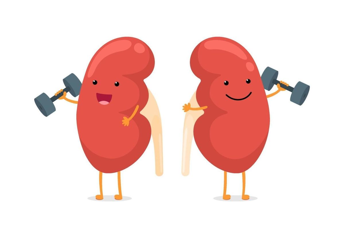 The Five Organs — Kidney · Lima Organ — Buah Pinggang · 五脏之—肾