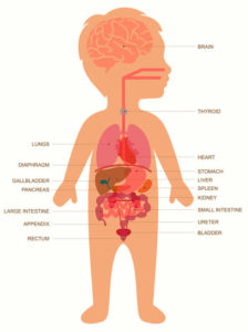 anatomy of baby