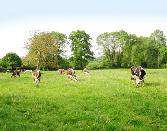 cows grazing e1602343414352