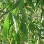 1401-eucalyptus-radiata-organic-essential-oil-eucalyptus-radiata-3-optimized