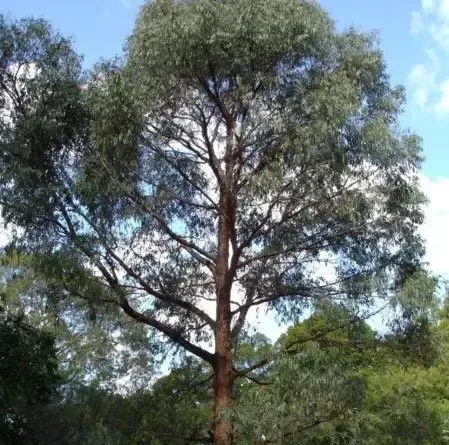 1401-eucalyptus-radiata-organic-essential-oil-eucalyptus-radiata-2-optimized