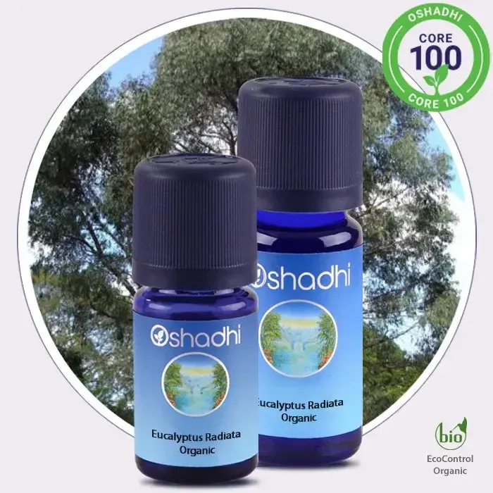 1401-eucalyptus-radiata-organic-essential-oil-eucalyptus-radiata-1