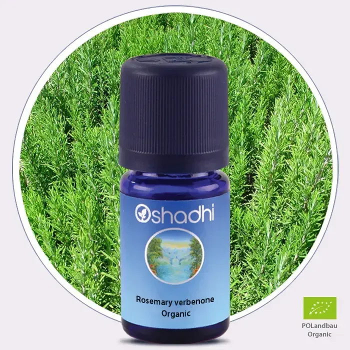2620-rosemary-verbenone-organic-essential-oil-rosmarinus-officinalis-1a