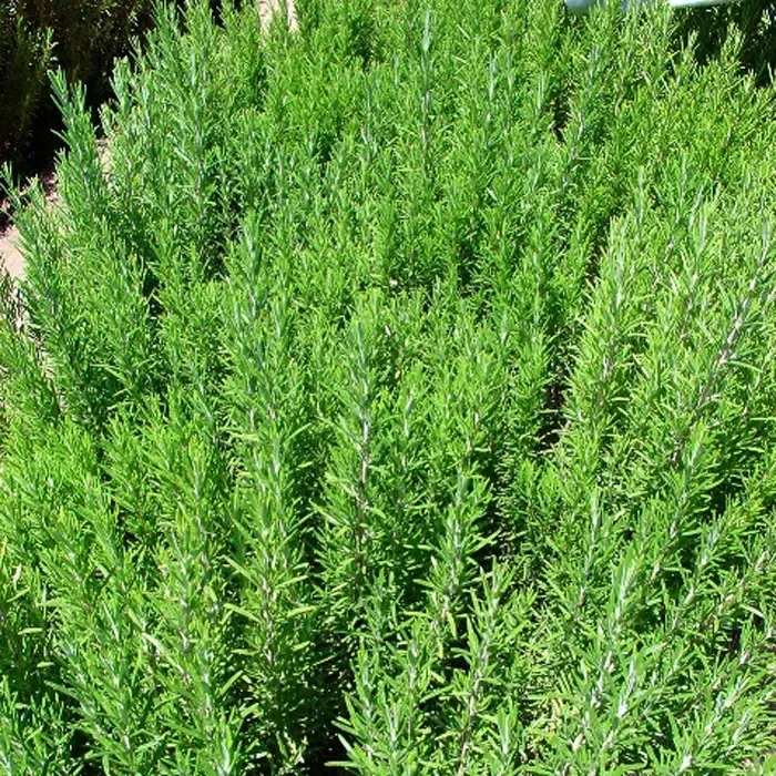 2621-rosemary-verbenone-essential-oil-rosmarinus-officinalis-2-optimized
