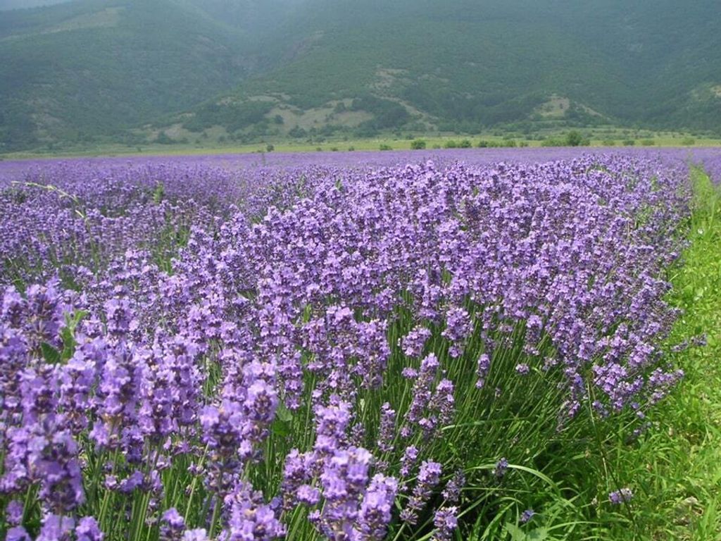 Lavender20Bulgaria2_5nd.jpg