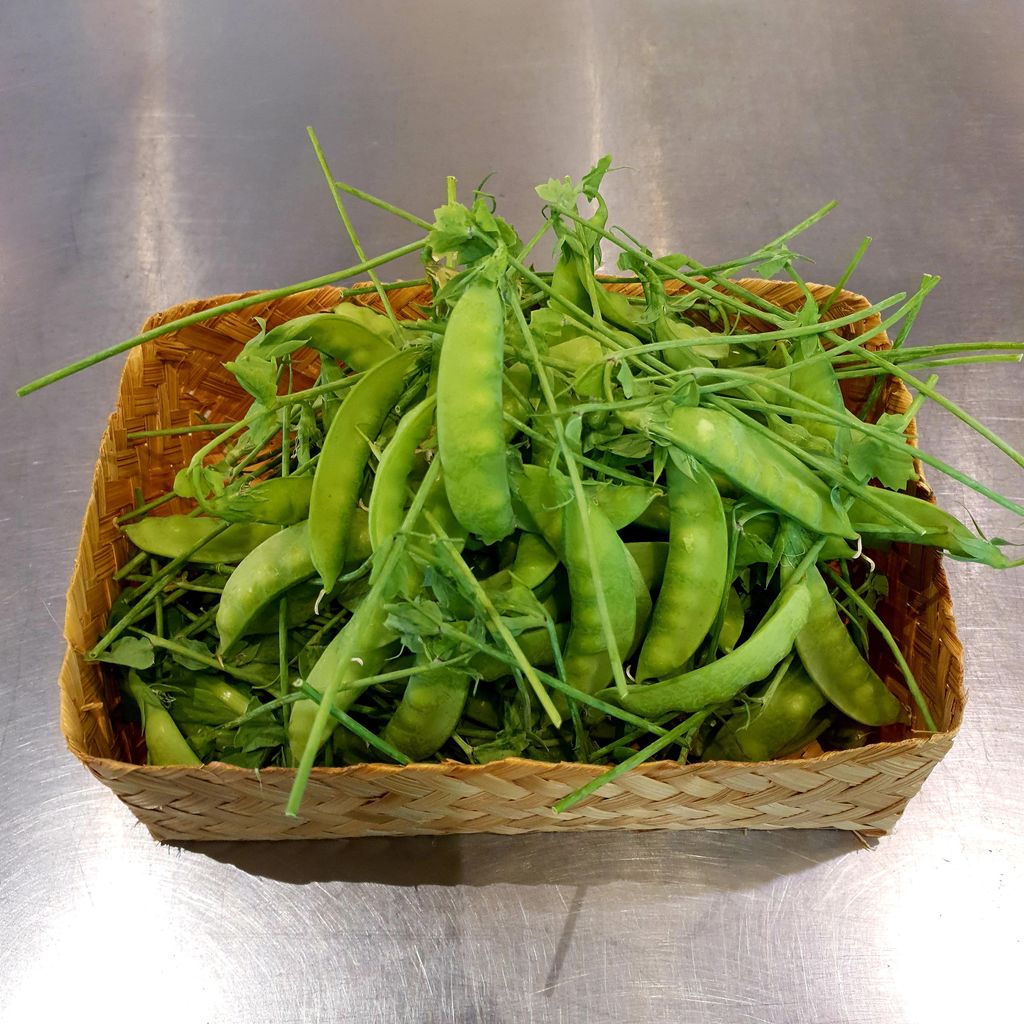 SnowPeas(HollandBean).jpg