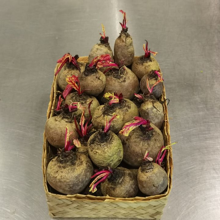 Beetroots.jpg