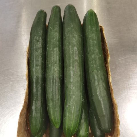 JapCucumber.jpg