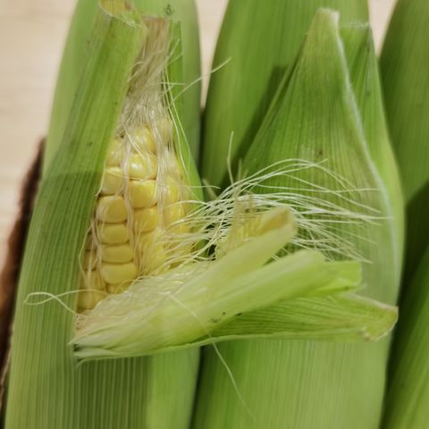 SweetCorn02.jpg