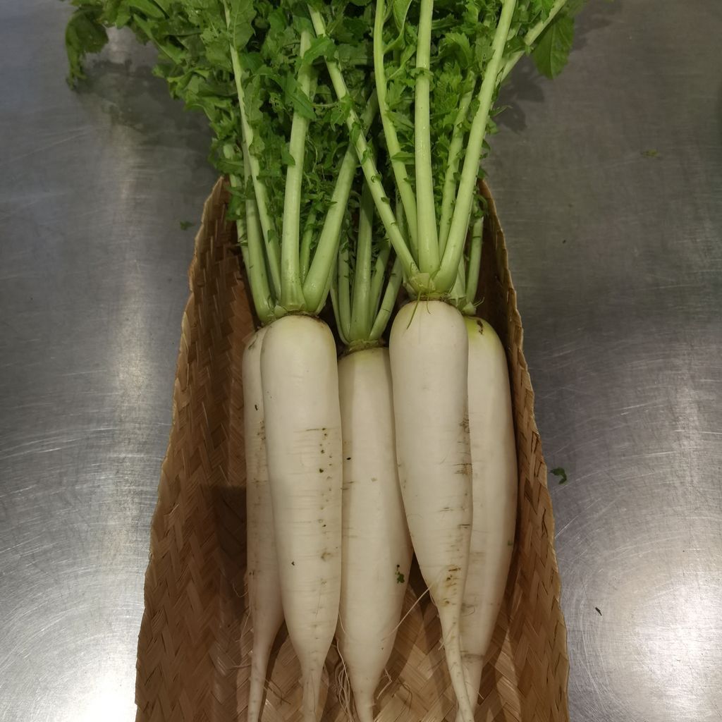 Radish1.jpg