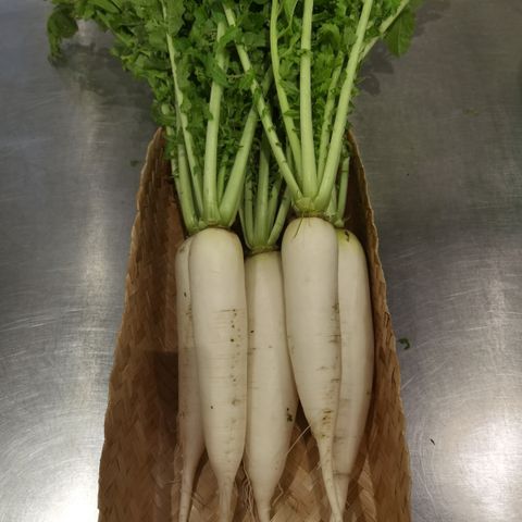 Radish1.jpg