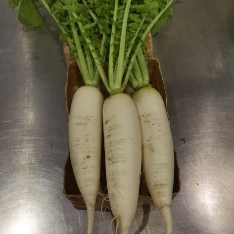 Radish2.jpg
