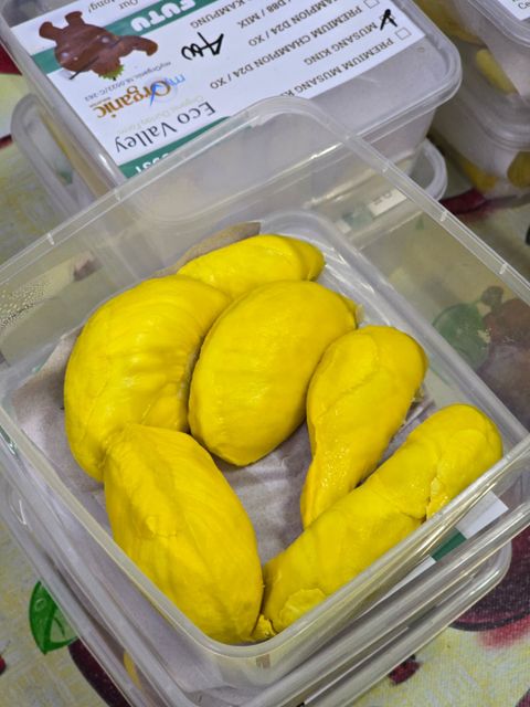 musang 1