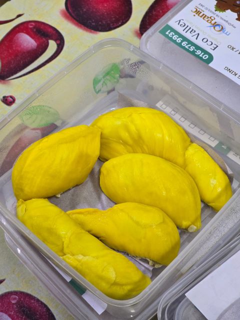 musang 2