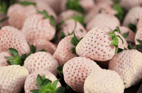 creamy strawberry 1