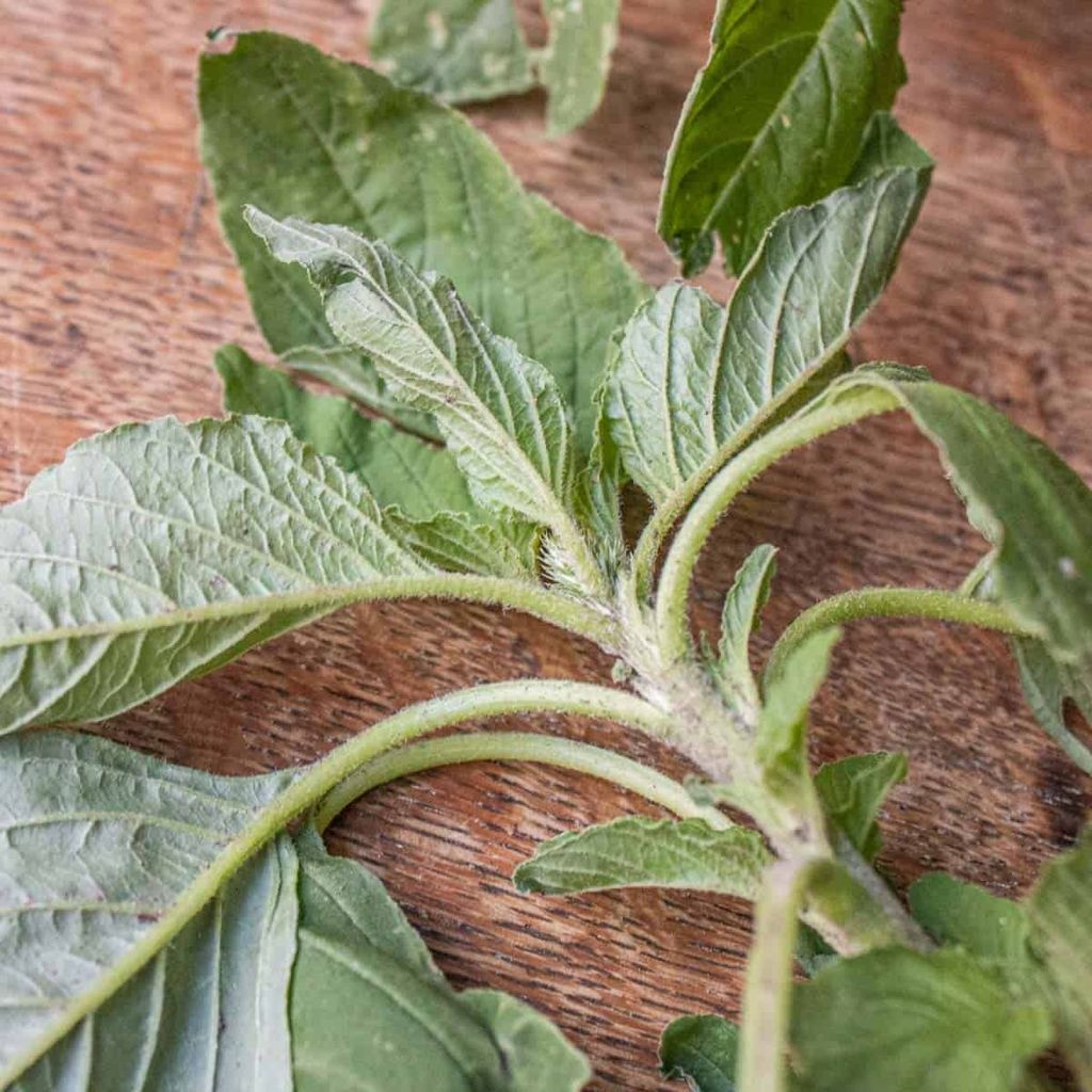 Wild-Green-Amaranth-Amaranthus-retroflexus_-5