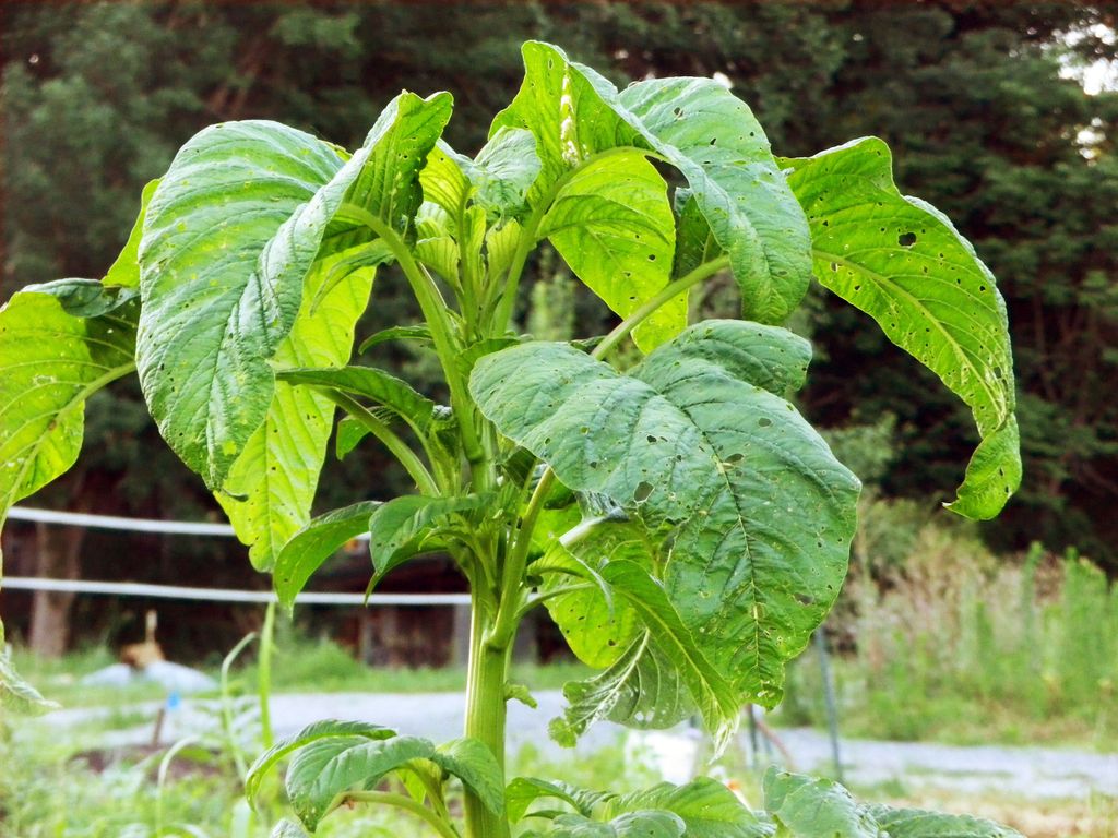 greens-amaranth-callaloo-ce8bffbea545521367f9b0c26eeca1ef