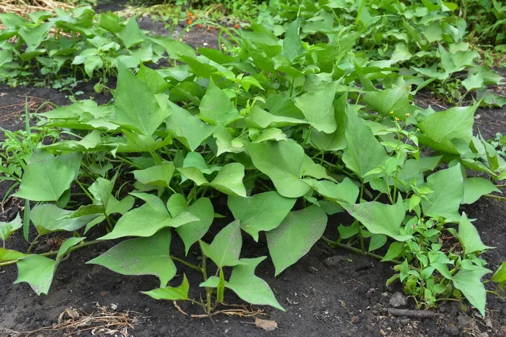sweet-potato-leaves