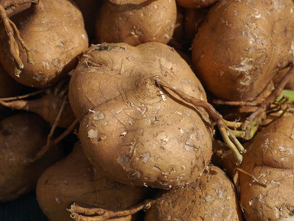 similarities-and-differences-between-root-vegetables-jicama-and-turnip