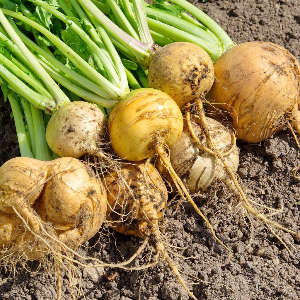 Gold-Ball-Turnip__75015__28350
