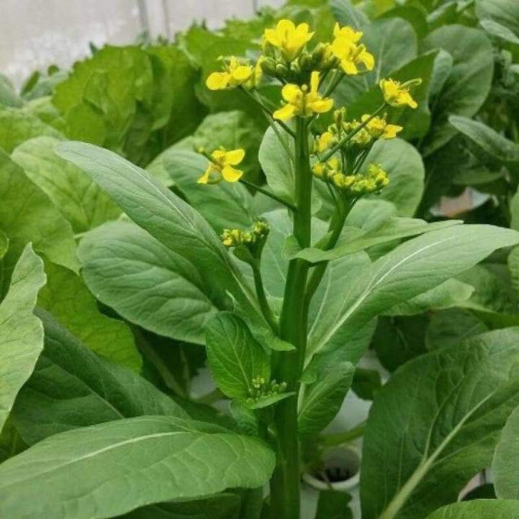 32f115e86705a7beef445706e43e42b8